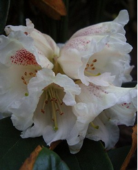 Foto: Rododendron taliense