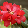 Foto: Rododendron thomsonii