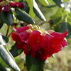 Foto: Rododendron thomsonii