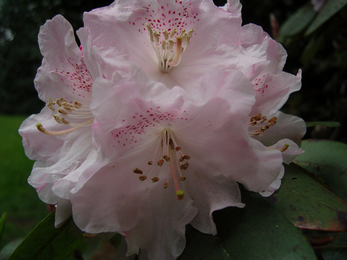 Foto: Rododendron vernicosum