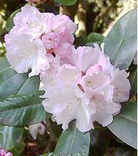 Foto: Rododendron vernicosum