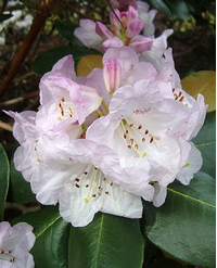 Foto: Rododendron wallichii