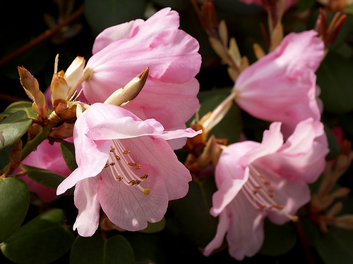 Foto: Rododendron williamsianum