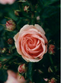 Foto: Růže kultivar ´kimono´
