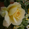 Foto: Růže kultivar ´leverkusen´ 
