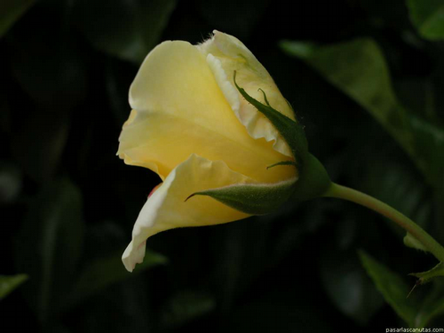 Foto: Růže kultivar ´leverkusen´ 