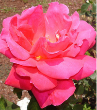 Foto: Růže kultivar ´mexicana´