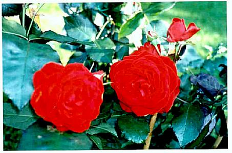 Foto: Růže kultivar ´montana´