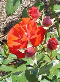 Foto: Růže kultivar ´montana´