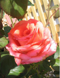 Foto: Růže kultivar ´montezuma´ 