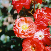 Foto: Růže kultivar ´orange sensation´