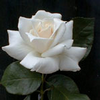 Foto: Růže kultivar ´pascali´