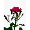 Foto: Růže kultivar ´paul´s scarlet climber´