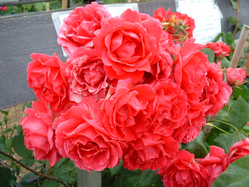 Foto: Růže kultivar ´paul´s scarlet climber´