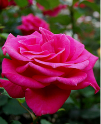 Foto: Růže kultivar ´peter frankenfeld´ 