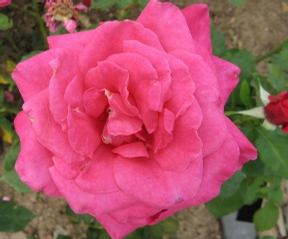 Foto: Růže kultivar ´peter frankenfeld´ 