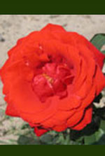 Foto: Růže kultivar ´pharaon´ 