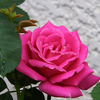 Foto: Růže kultivar ´pink peace´ 