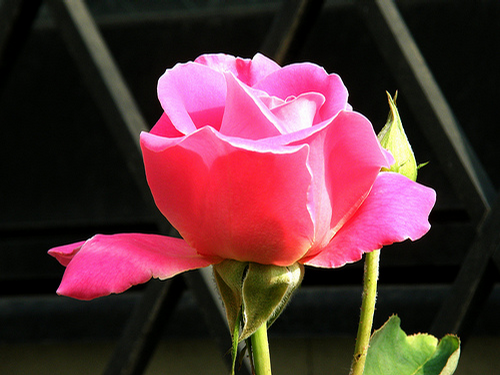 Foto: Růže kultivar ´pink peace´ 