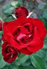 Foto: Růže kultivar ´pussta´