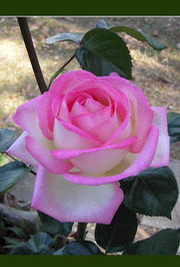 Foto: Růže kultivar ´rosina´ 