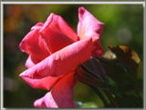 Foto: Růže kultivar ´royal dane´ 