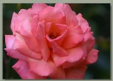 Foto: Růže kultivar ´royal dane´ 