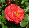 Foto: Růže kultivar ´rumba´