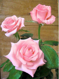 Foto: Růže kultivar ´soir d´automne´