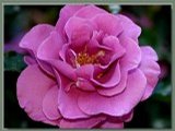 Foto: Růže kultivar ´stocking blue´ 