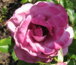 Foto: Růže kultivar ´stocking blue´ 