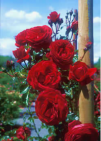 Foto: Růže kultivar ´sympathie´