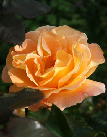Foto: Růže kultivar ´whisky´ 