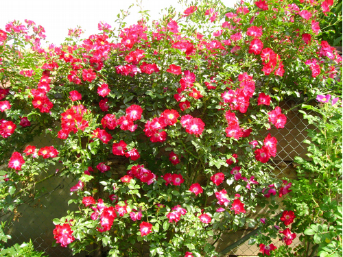 Foto: Růže sadová kultivar ´dortmund´