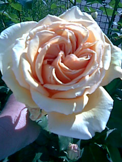 Foto: Růže vonná