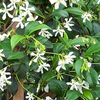 Foto: Trachelospermum jasminoides