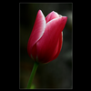 Foto: Tulipán- kultivary 
