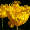 Foto: Tulipán- kultivary 