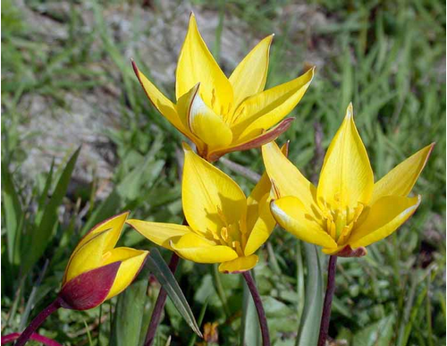 Foto: Tulipán lesní 