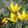 Foto: Tulipán lesní 
