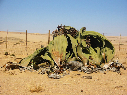 Foto: Welwitschie podivná